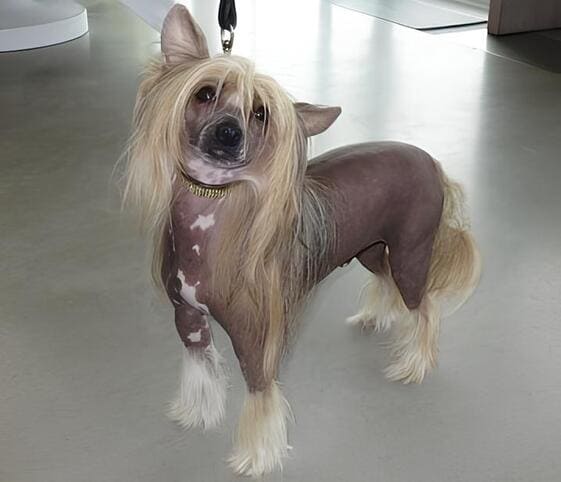 Chinese Crested Dog