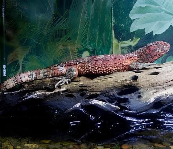 Chinese Crocodile Lizard Chinese Crocodile Lizard