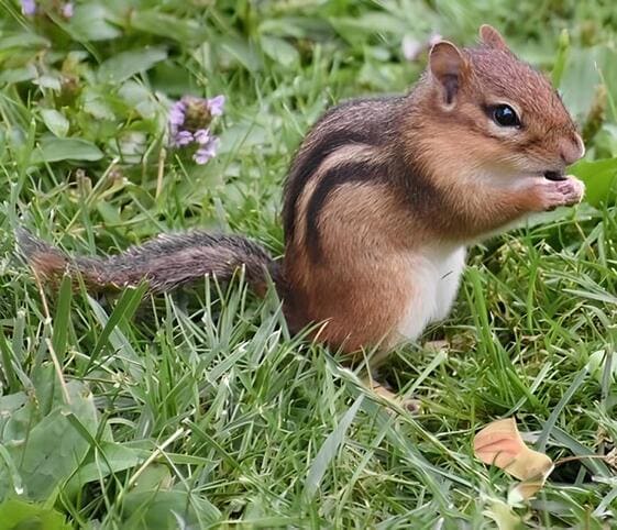 Chipmunk