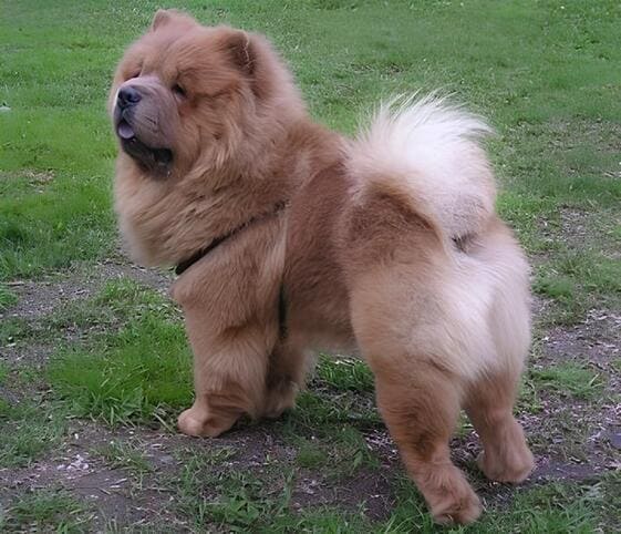 Chow Chow Dog