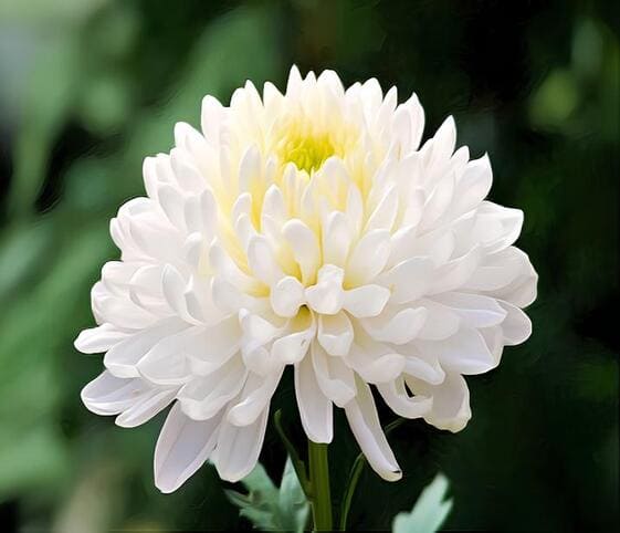 Chrysanthemum