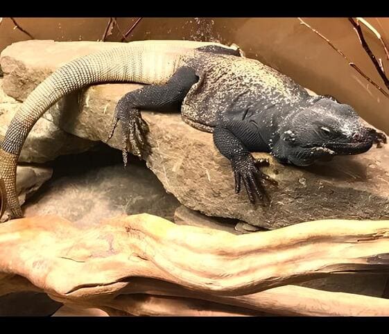 Chuckwalla Chuckwalla