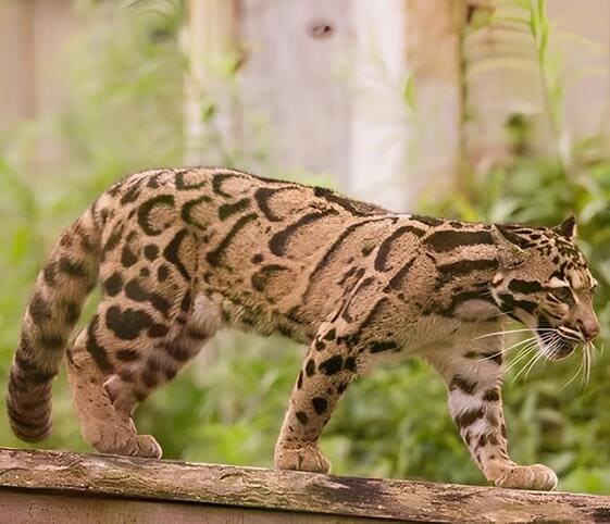 Clouded Leopard