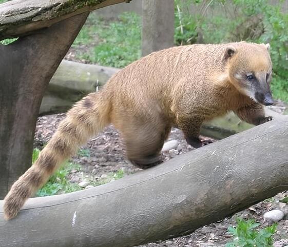 Coati