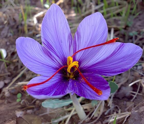 Cobra Saffron Flower