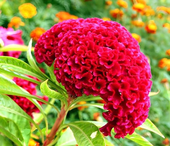 Cockscomb Flower