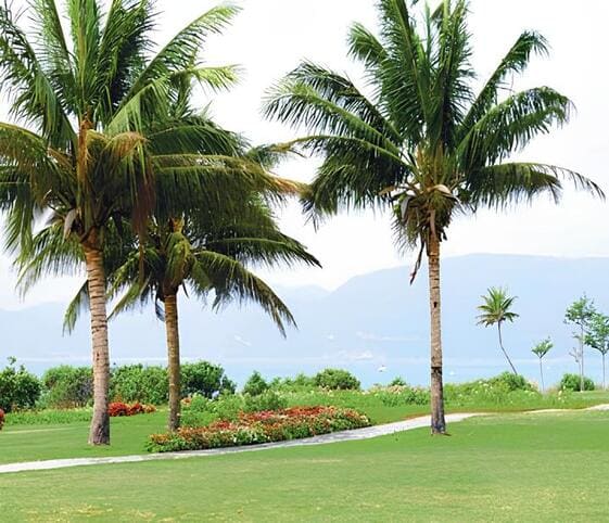 Coconut Palm Tree