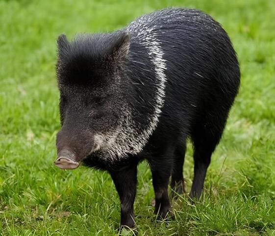 Collared Peccary