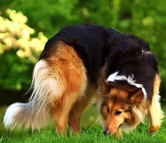 Collie Dog