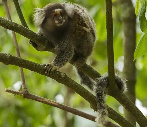 Common Marmoset