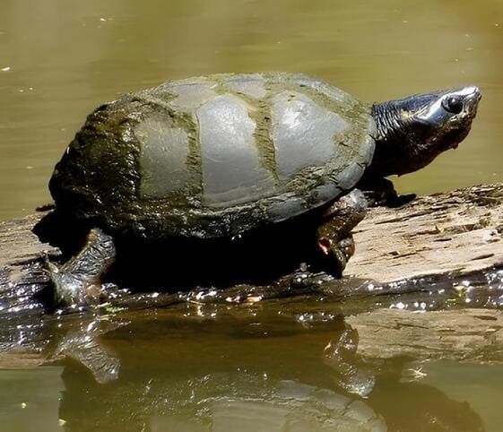 Common Musk Turtle Common Musk Turtle