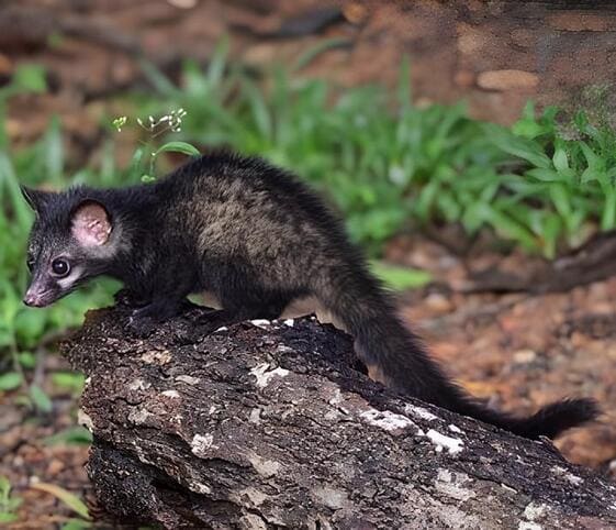 Common Palm Civet