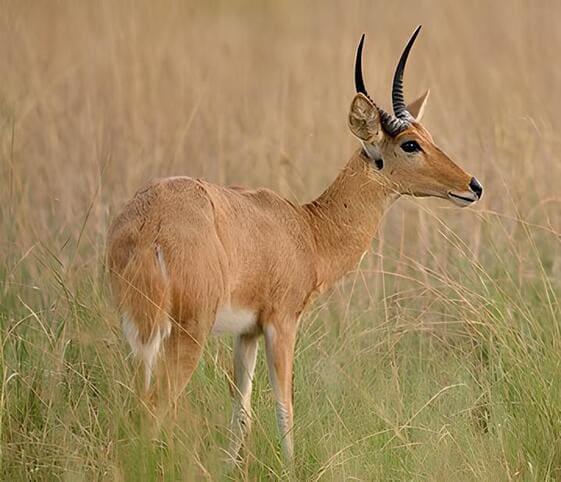 Common Reedbuck