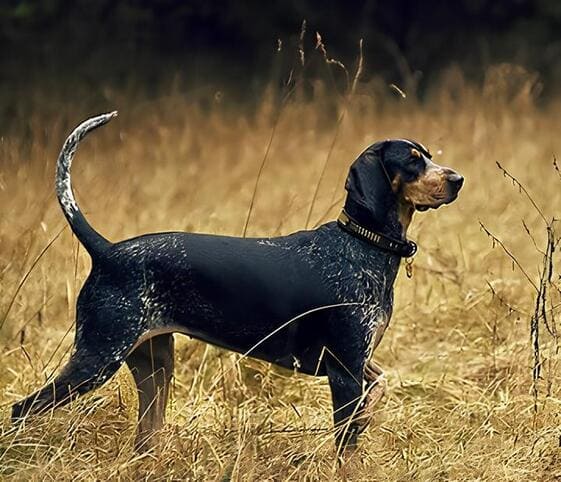 Coonhound