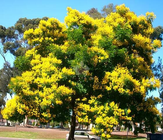 Copper Pod Tree