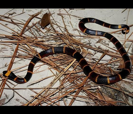 Coral Snake Coral Snake