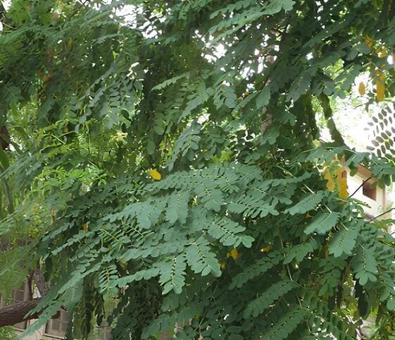 Coralwood Tree