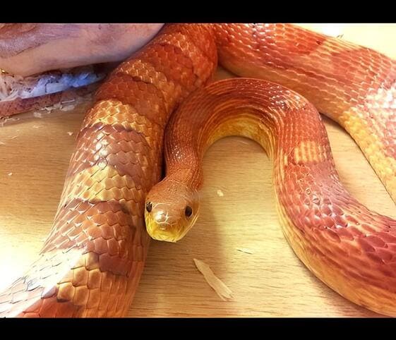 Corn Snake Corn Snake