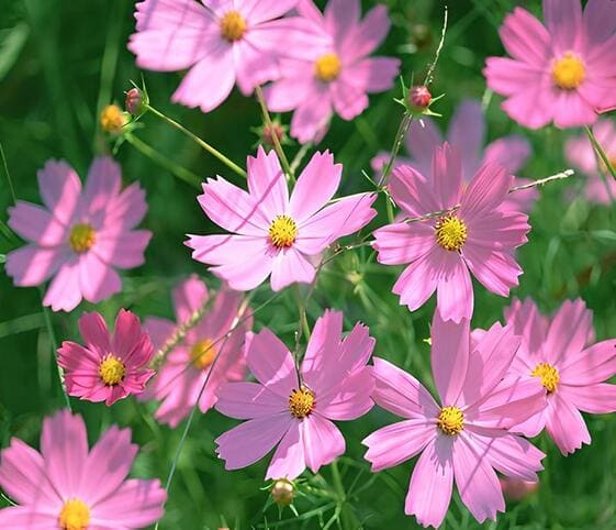 Cosmos Flowers
