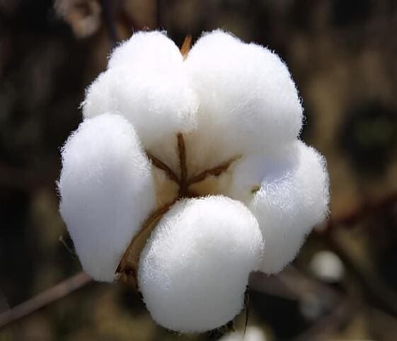 Cotton Flower