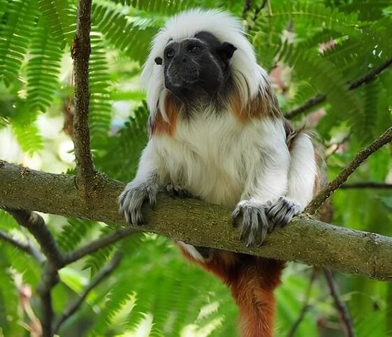 Cottontop Tamarin