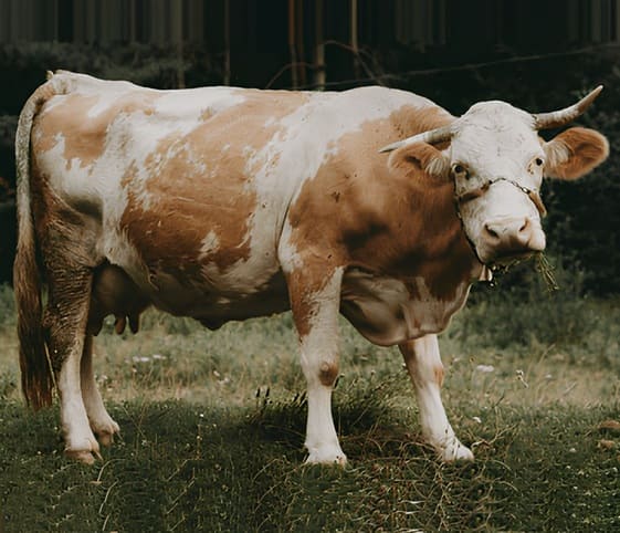 Cow