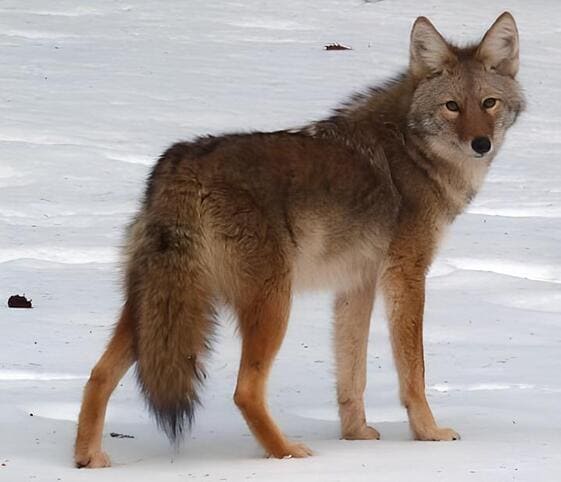 Coyote