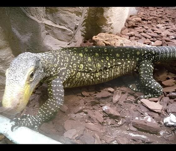 Crocodile Monitor Crocodile Monitor