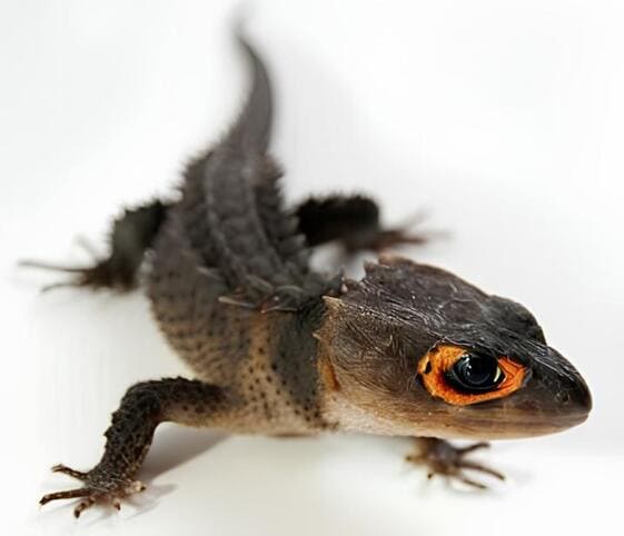 Red-eyed Crocodile Skink Red-eyed Crocodile Skink
