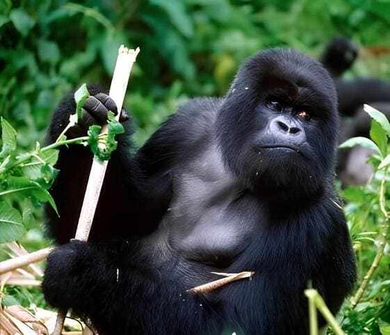 Cross River Gorilla