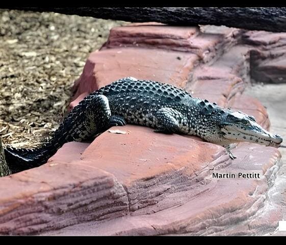 Cuban Crocodile Cuban Crocodile