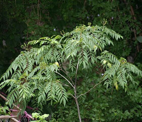 Curry Tree