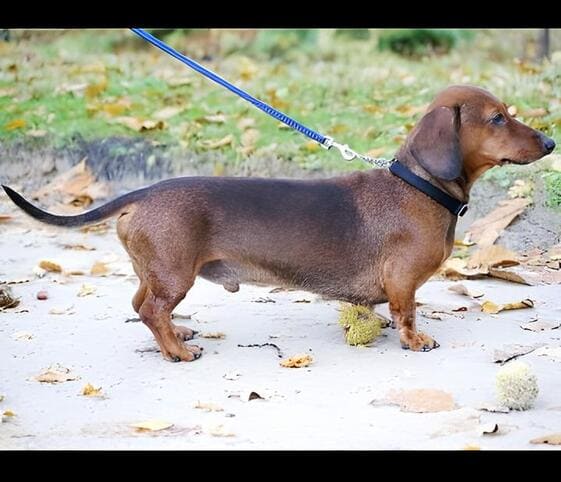 Dachshund Dog