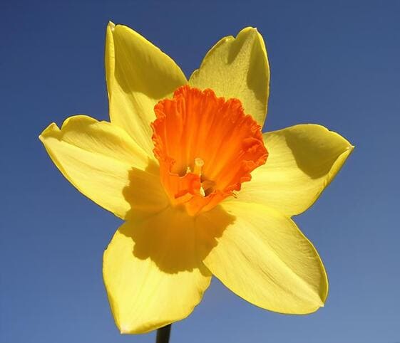 Daffodil Flower