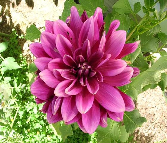 Dahlia Flower