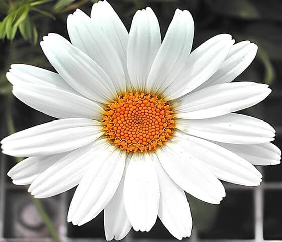 Daisy