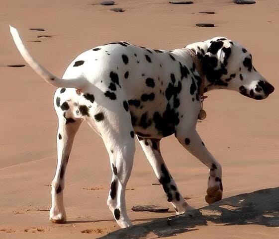 Dalmation Dog