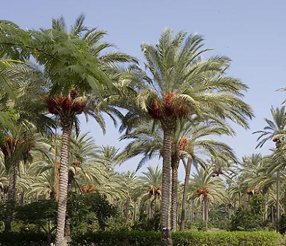 Date Palm Tree