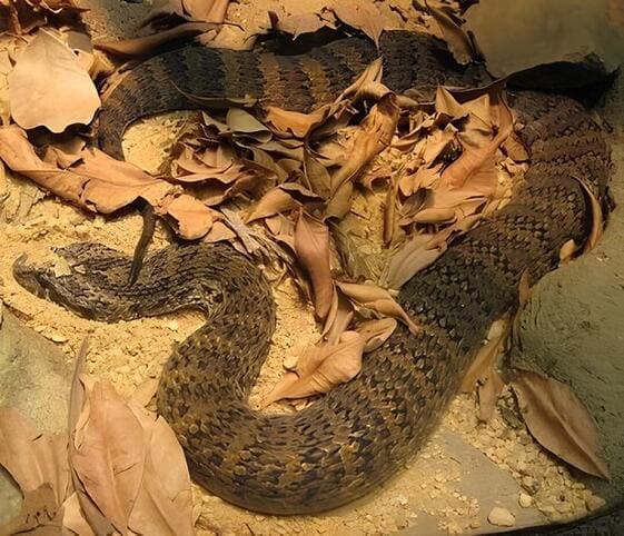 Death Adder Snake Death Adder Snake