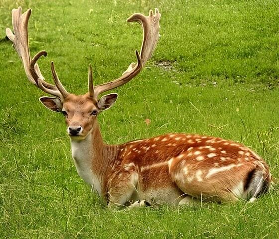 Deer or Buck