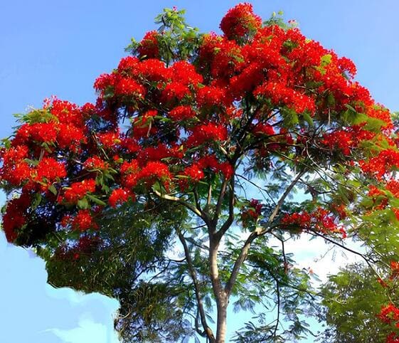 Delonix Regia Tree