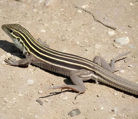 Desert Grassland Whiptail Lizard Desert Grassland Whiptail Lizard