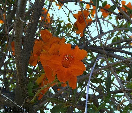 Desert Teak Tree