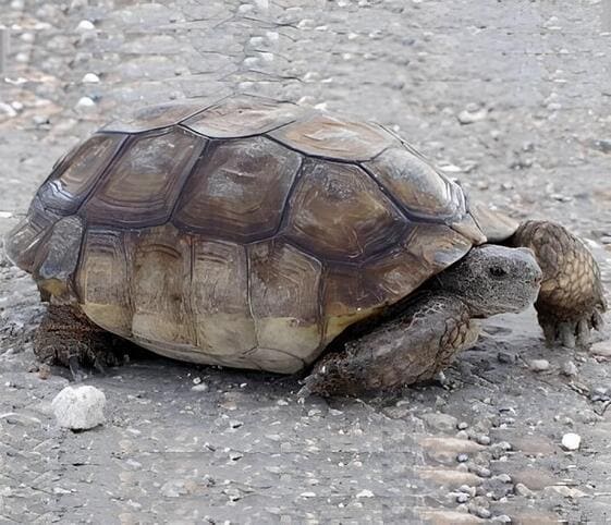 Desert Tortoise Desert Tortoise