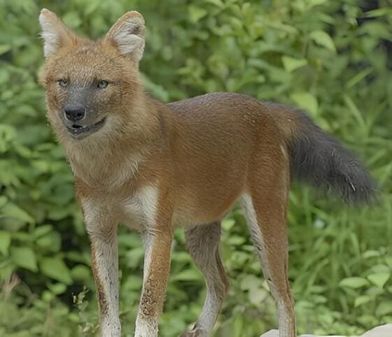 Dhole