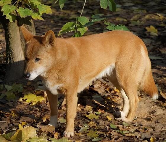 Dingo Dog