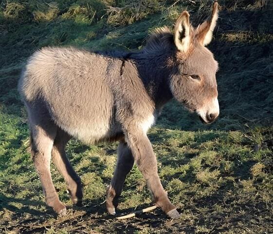 Donkey Foal