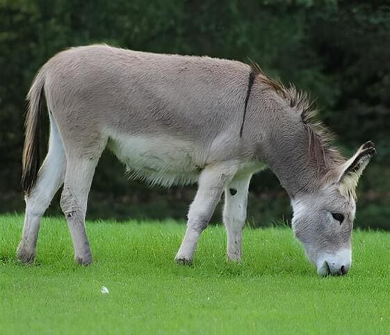 Donkey