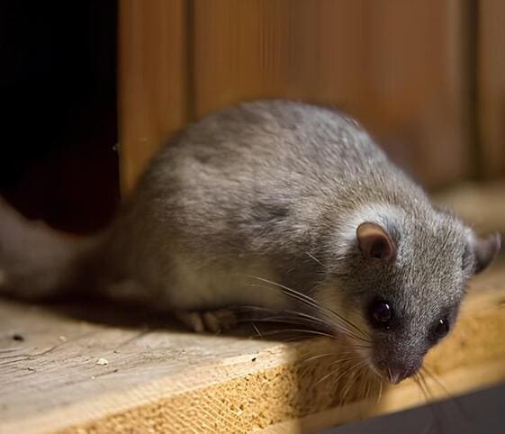 Dormouse