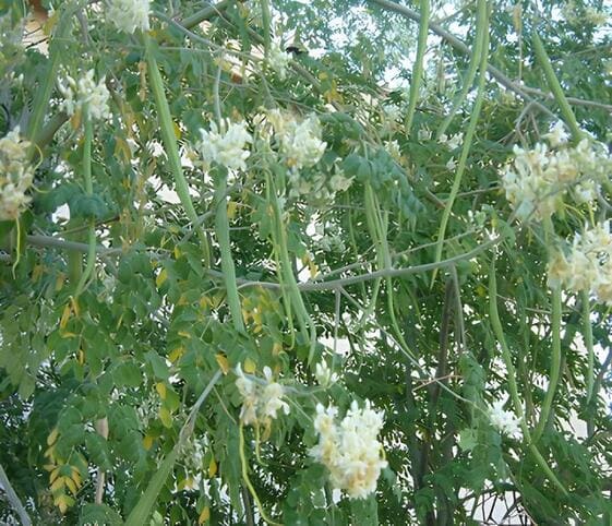 Drumstick Tree